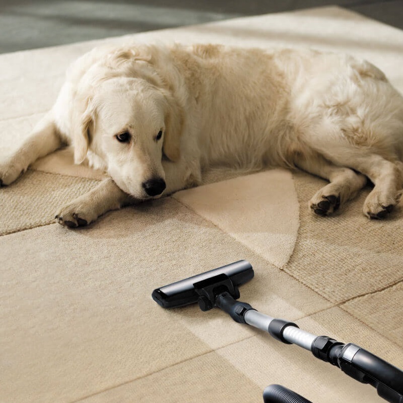 Pet Stain & Odor Removal Pet Stain & Odor Removal